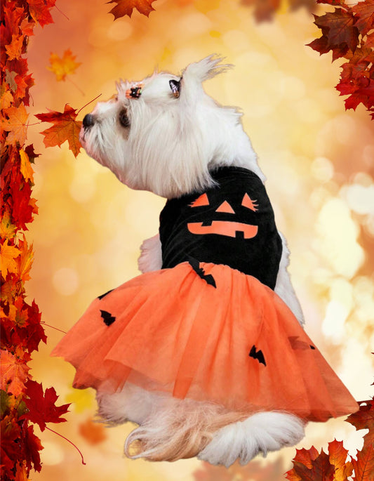 LOVE MY PET Halloween Pumpkin Themed Dress for Cats & Dogs